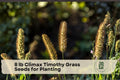 8 lb Climax Timothy Grass Seeds for Pasture, Hay, Cover Crops | Phleum pratense Seed for Land Management