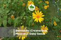 Damianita Daisy Seeds 200+ Chrysactinia mexicana Bright Yellow Drought-Tolerant Perennial for Rock Gardens