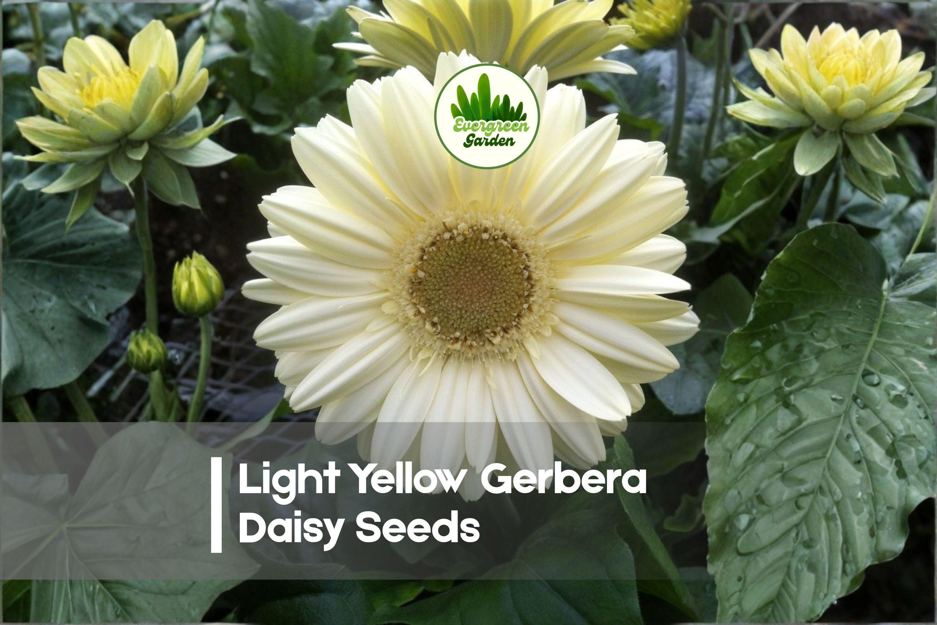 Light Yellow Gerbera Daisy Seeds, Gerbera jamesonii, Brighten Gardens with Pastel Yellow Blooms, Perennial & Annual Options, Butterfly Attracting