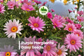 Purple Marguerite Daisy Seeds, Argyranthemum frutescens, Bright Purple Flowers, Perennial & Annual, Butterfly & Pollinator Friendly
