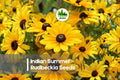 200+ Indian Summer Rudbeckia Seeds | Bright Golden Yellow Blooms | Rudbeckia hirta for Borders, Beds & Cut Flowers