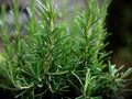 Rosemary Herb Seeds – 50 Pack, Culinary & Medicinal Perennial Plant for Home Garden, Aromatic Fragrant Herb, Rosmarinus officinalis