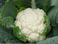 Self Blanching Cauliflower Seeds – 500 Vegetable Seeds for Home Garden & Market Growing, White Curds, Reliable Yield