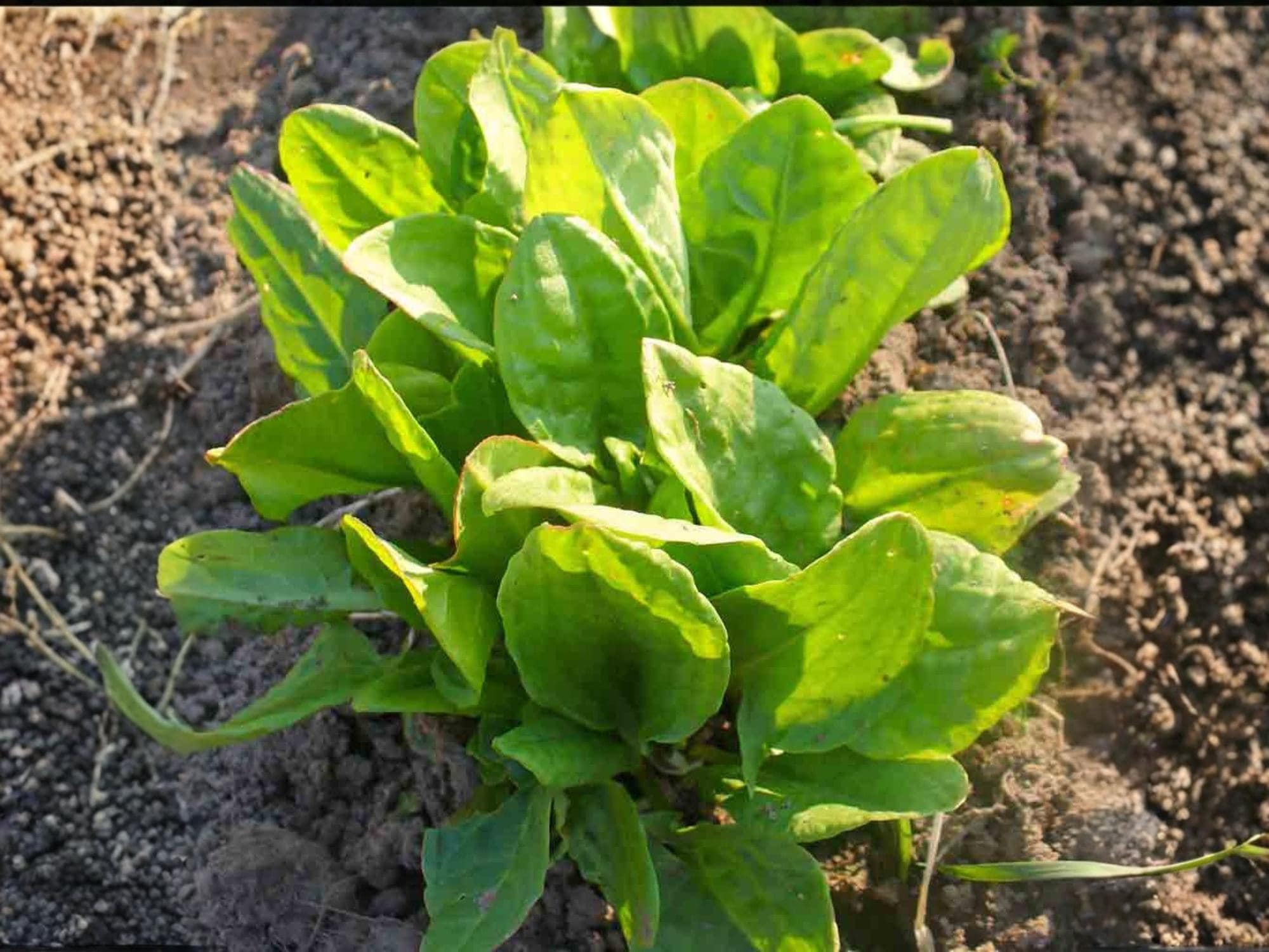 Large Leaf Sorrel Seeds – 100 Perennial Herb for Culinary Use, Bright Lemon Flavor, Easy to Grow, Home Garden, Rumex acetosa
