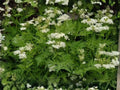 Anise Seeds 100 Pack – Culinary & Medicinal Herb for Home Garden – Pimpinella anisum