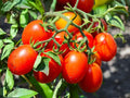 Roma Tomato Seeds – Heirloom Paste Variety, 30 Seeds for Canning, Sauce, and Cooking, Solanum lycopersicum
