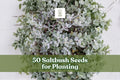 Saltbush Seeds 50-Pack | Atriplex spp. Hardy Shrub for Landscaping | Native US Planting Seeds