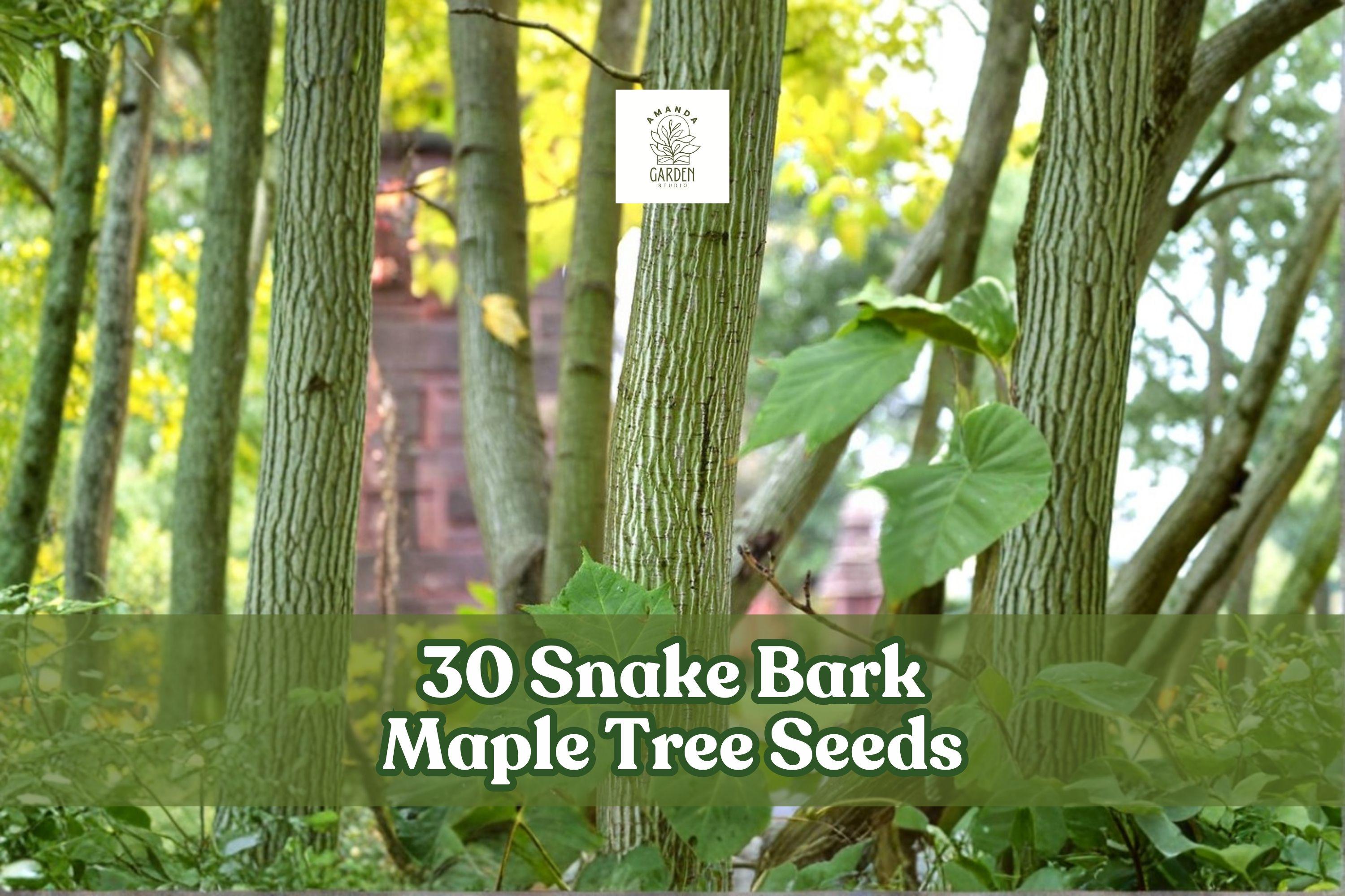 Snake Bark Maple Seeds, Acer capillipes, Ornamental Deciduous Tree for Garden & Landscape, 30 Seeds