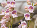 Palmer Penstemon Seeds | Fragrant Pink Wildflower | Native Perennial for Pollinator Gardens & Xeriscaping | Penstemon palmeri