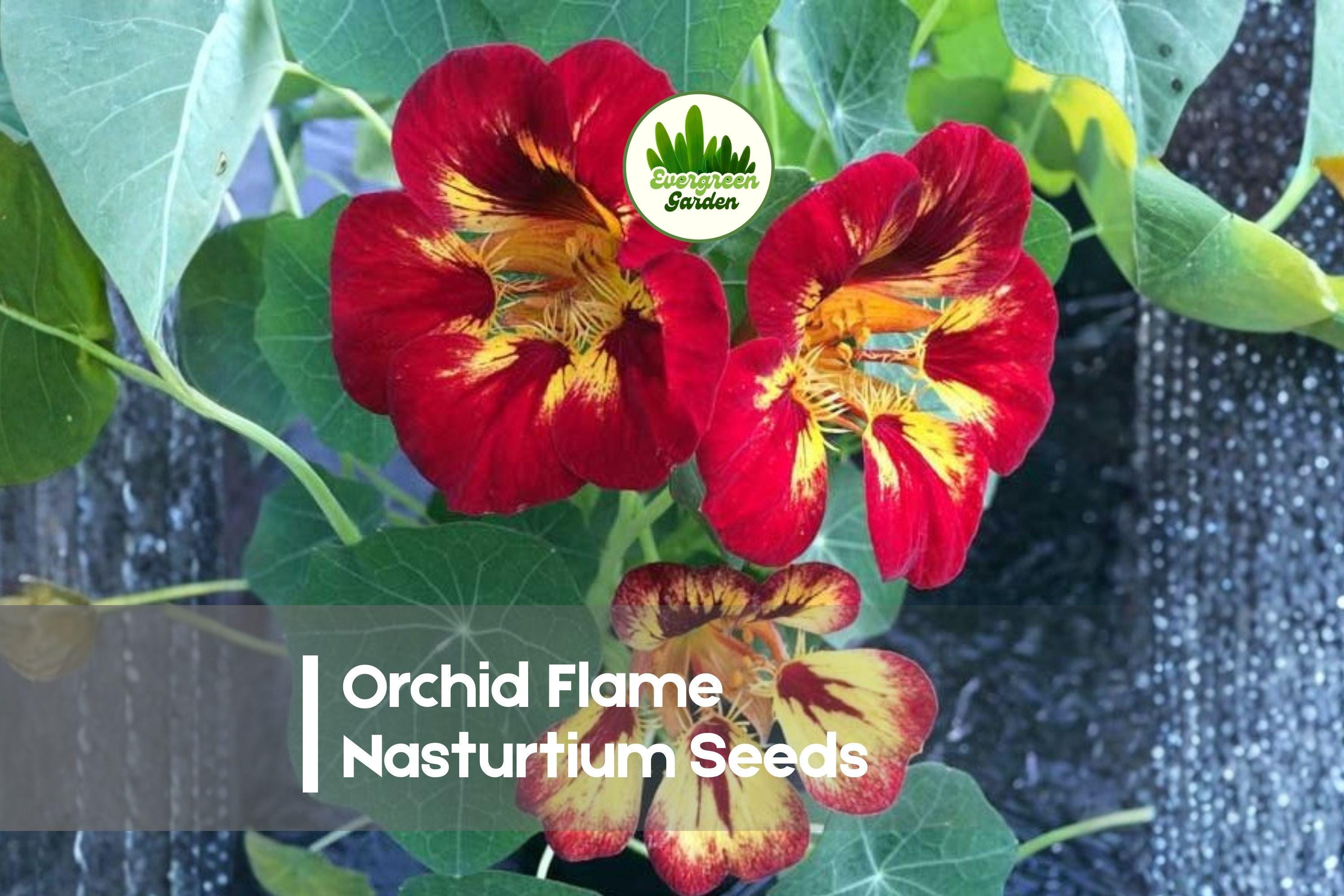 Orchid Flame Nasturtium Seeds – Bi-Color Purple-Red and Orange Tropaeolum majus for Borders, Pots, and Baskets