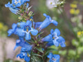 Pagoda Penstemon Seeds | Native Perennial Wildflower | Pollinator & Hummingbird Plant | Penstemon angustifolius | 50 Seeds