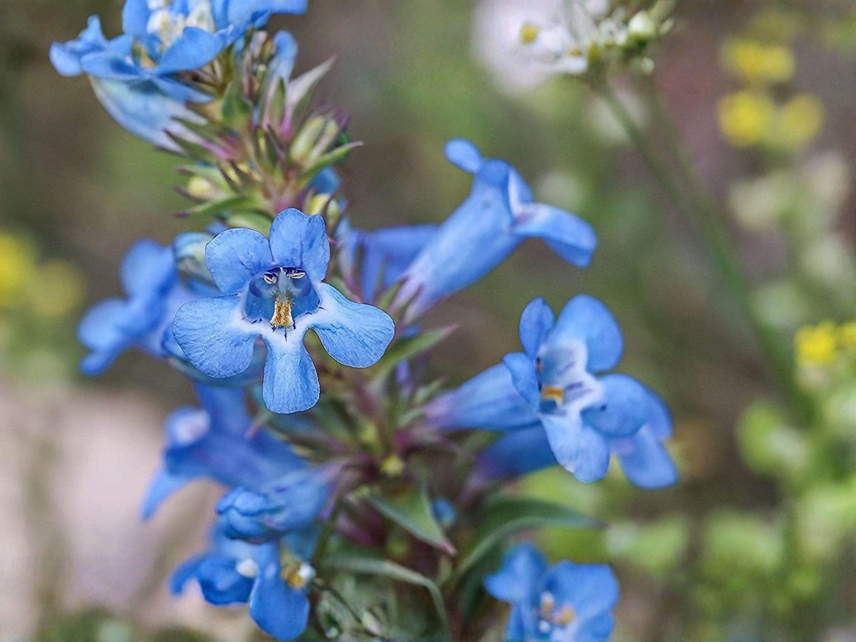 Pagoda Penstemon Seeds | Native Perennial Wildflower | Pollinator & Hummingbird Plant | Penstemon angustifolius | 50 Seeds