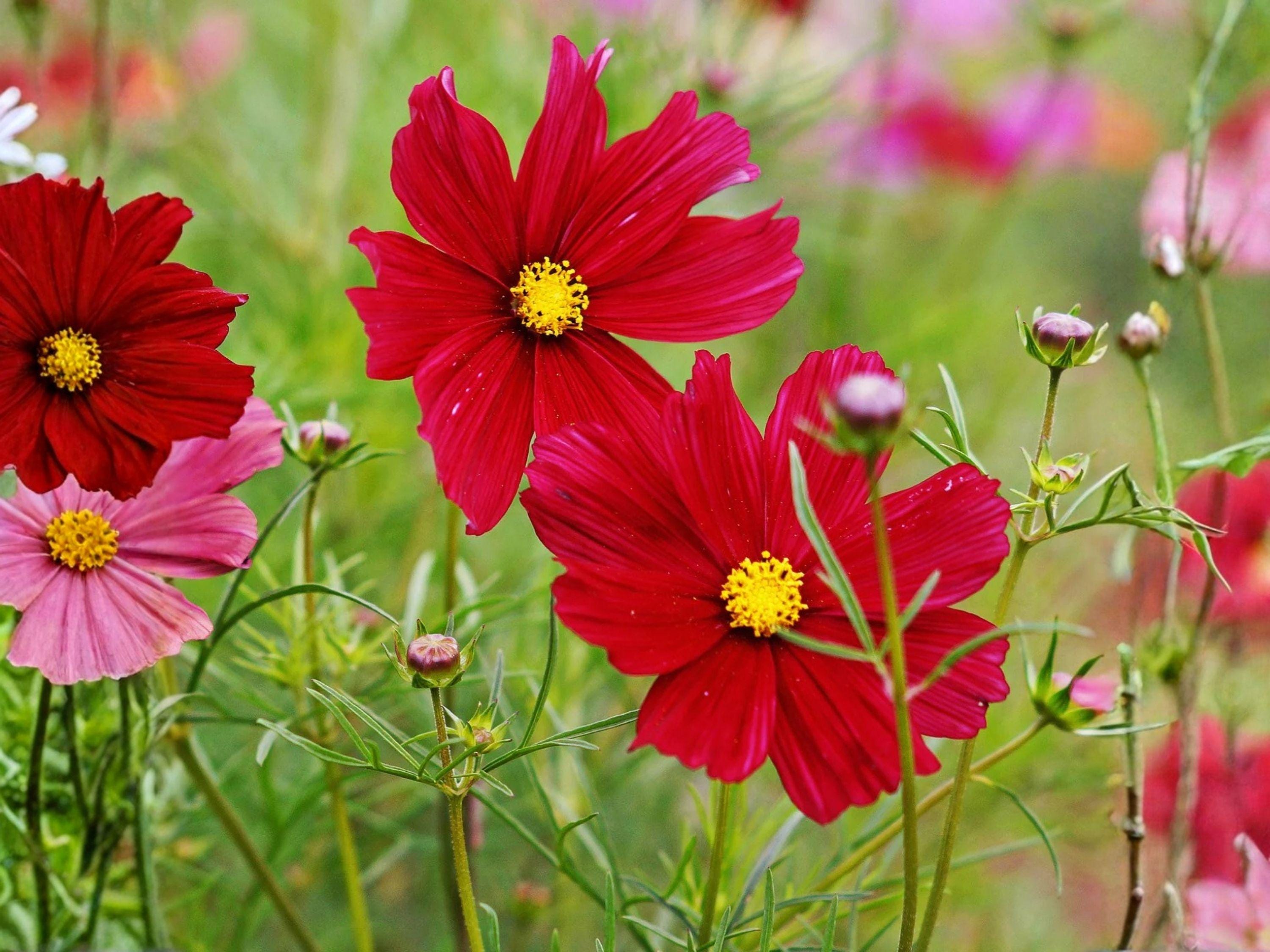 Cosmos Dazzler Seeds | Bright Red Annual Flower for Pollinators & Cut Flowers | Cosmos bipinnatus | 100 Seeds