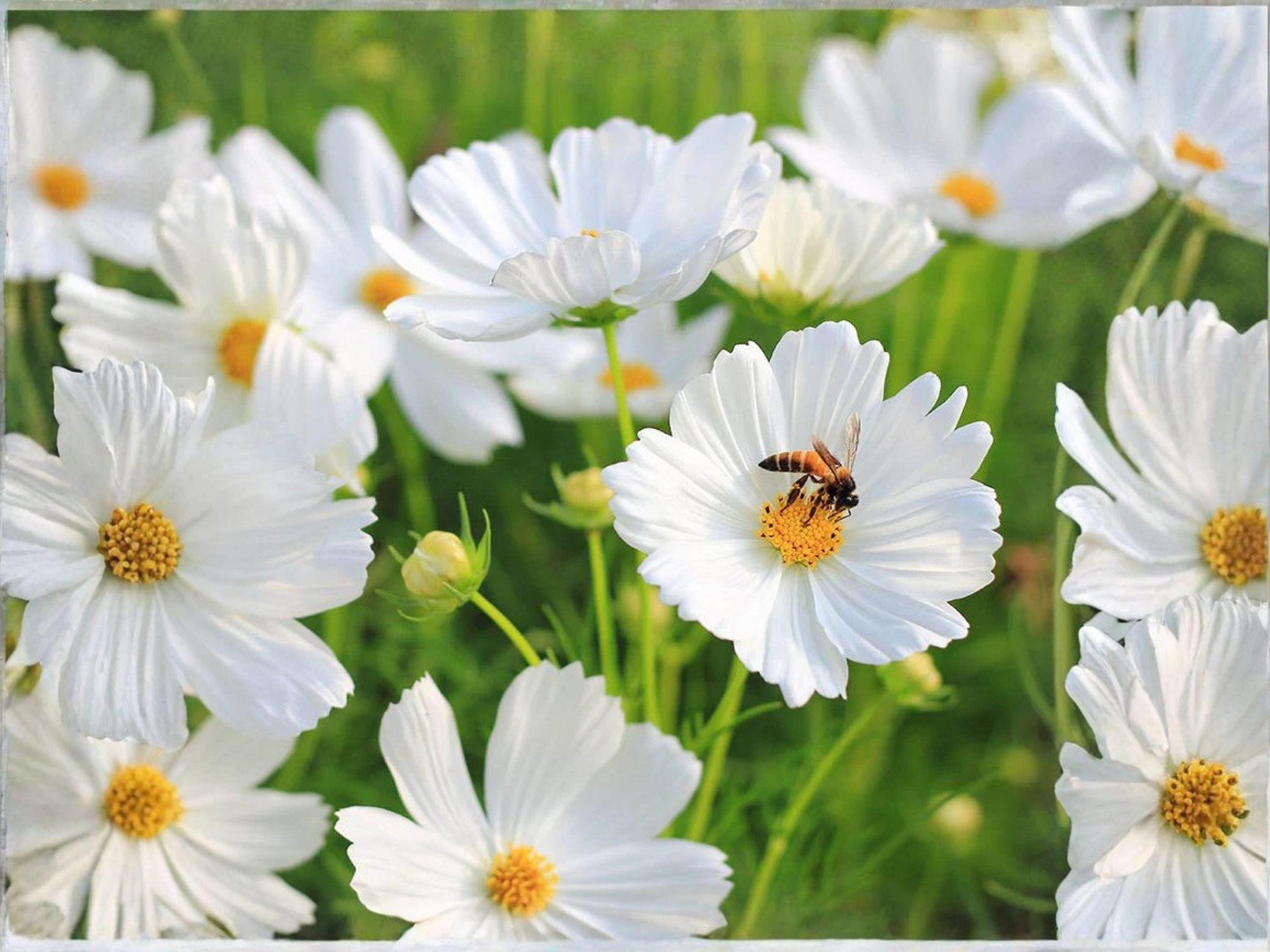 Cosmos Purity Seeds | Pure White Flower Annual | Easy to Grow Cosmos bipinnatus | 100 Seeds
