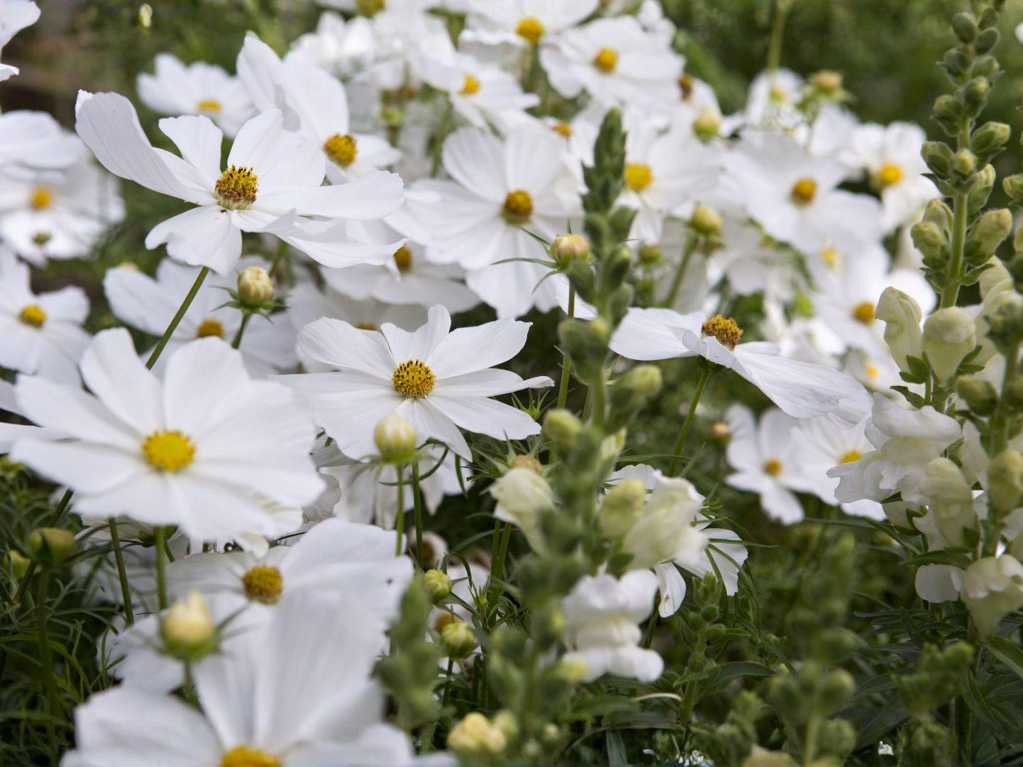 Cosmos Purity Seeds - White Cosmos Flower, Annual Garden Flower, Cosmos bipinnatus, 100 Seeds