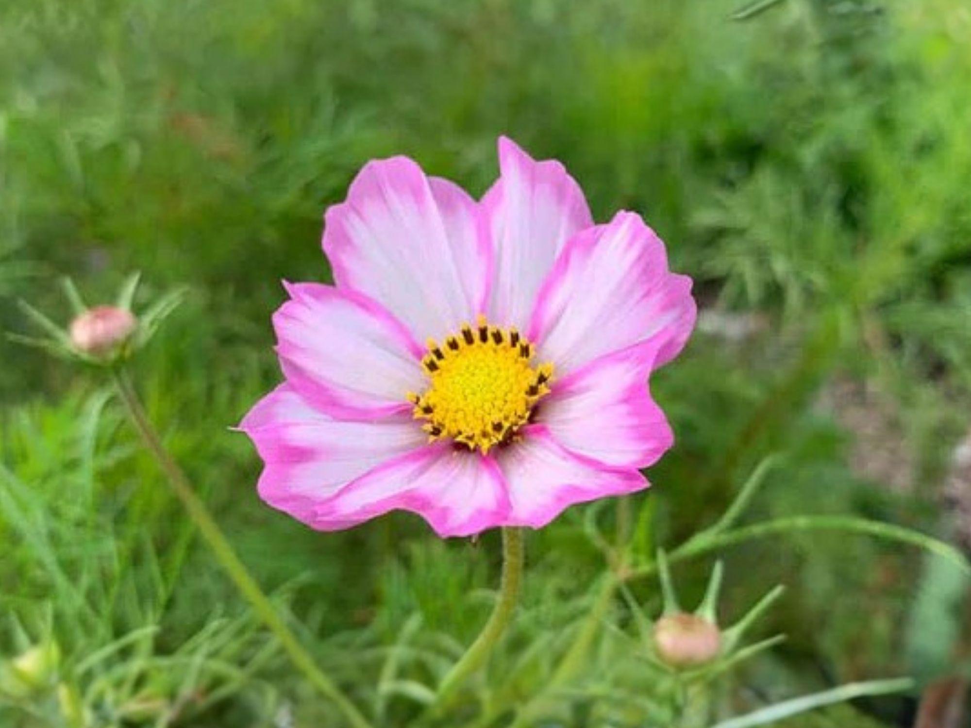 Cosmos Picotee Flower Seeds - 100 White & Pink Edged Annual Garden Cosmos Cosmos bipinnatus