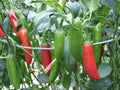 Serrano Tampiqueño Pepper Seeds – Hot Mexican Chili – Heirloom Vegetable – Spicy Garden – 25 Seeds