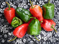 Ancho Poblano Chili Pepper Seeds – Mild Hot Vegetable Seeds for Mexican Cuisine – Heirloom Garden – 25 Seeds