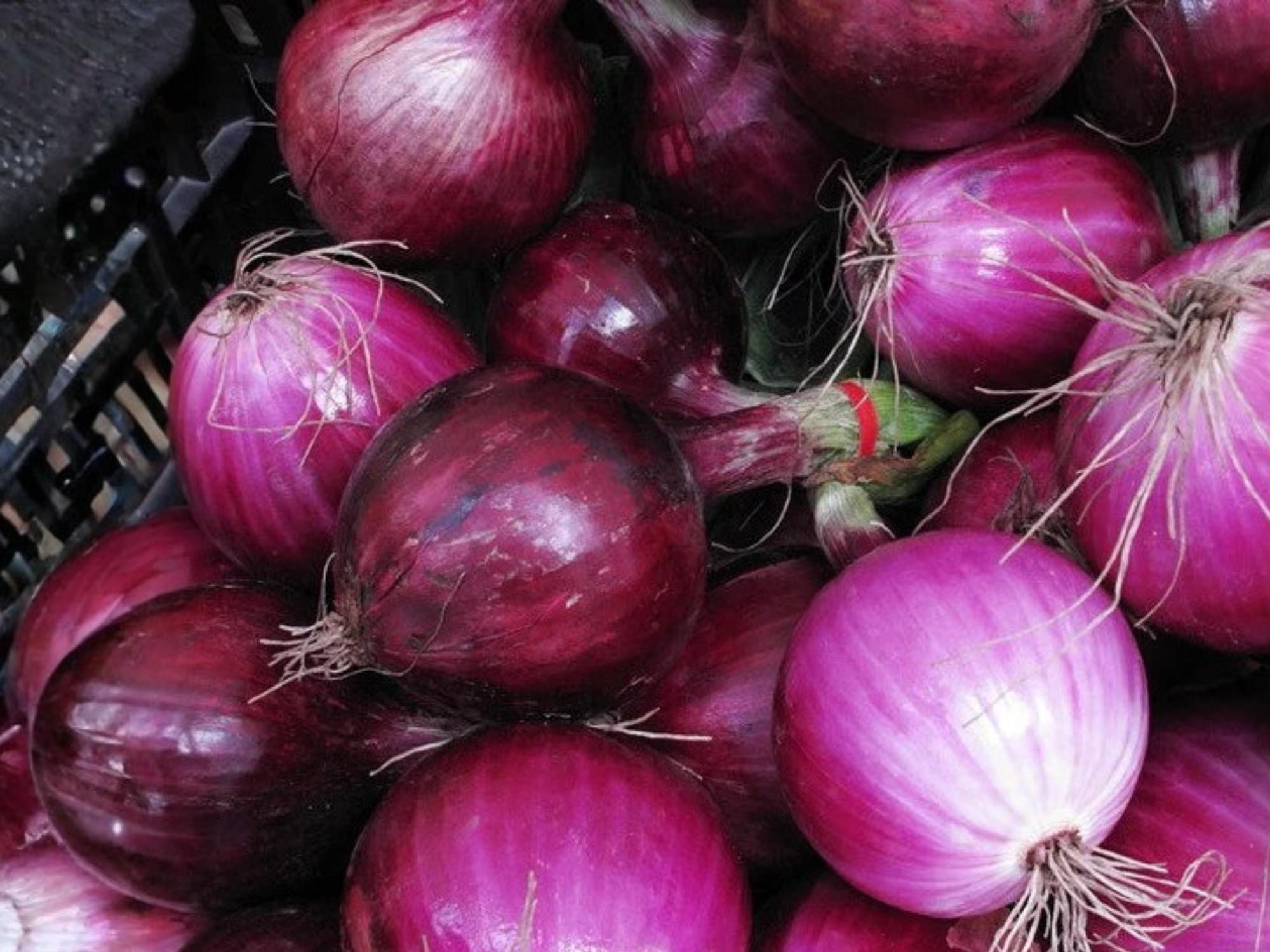 Southport Red Globe Onion Seeds – Heirloom Bulb Vegetable, Red Storage, 50 Seeds