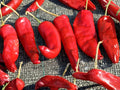 Hatch Rattlesnake Pepper Seeds – New Mexico Chili Hot Green Heirloom Vegetable – 25 Seeds for Roasting, Sauces, Southwestern Cooking