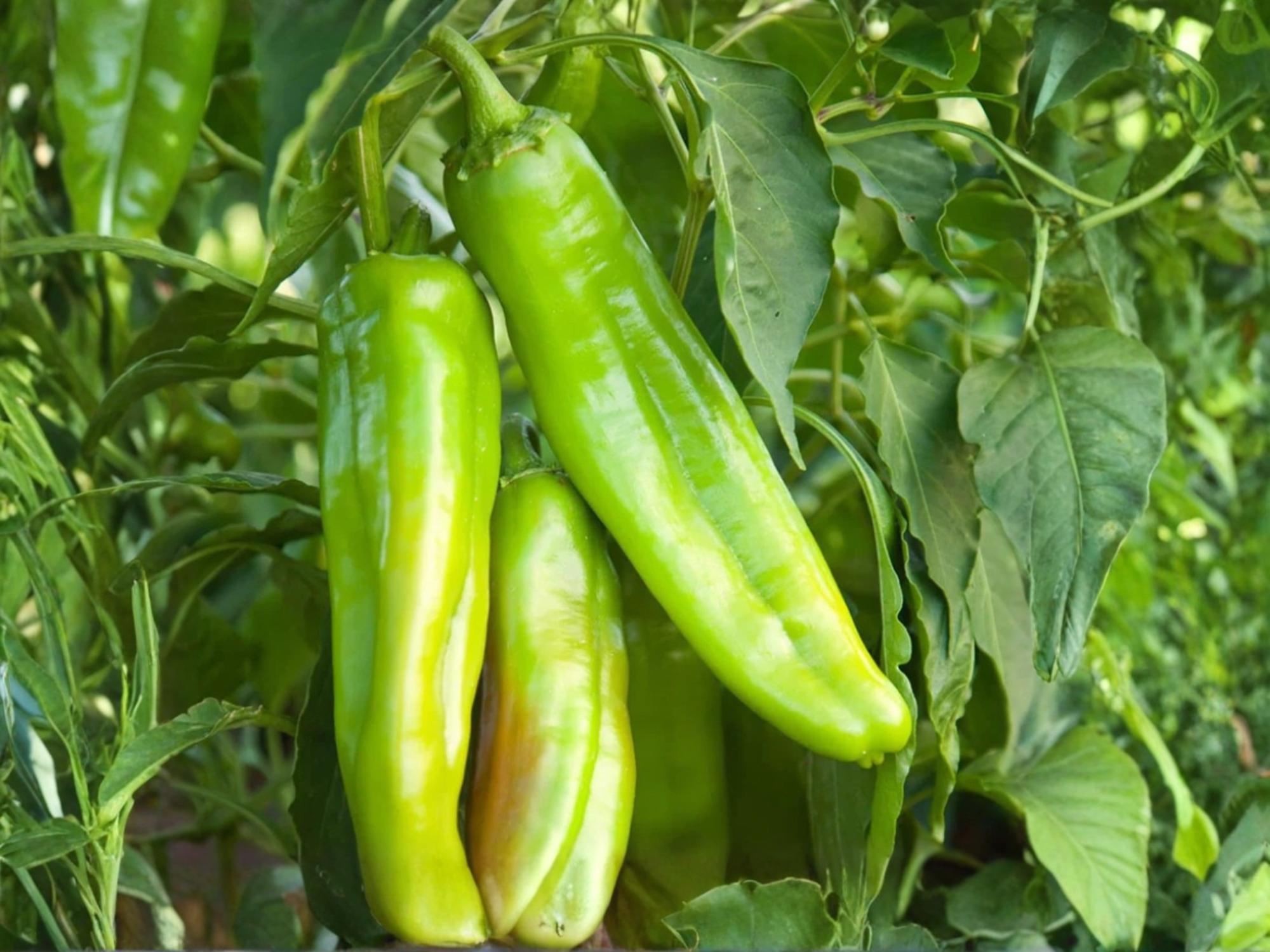 Lumbre Hot Pepper Seeds – Spicy Mexican Heirloom Chili for Salsas, Sauces, Drying – 25 Seeds