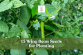 15 Wing Bean Seeds – Psophocarpus tetragonolobus Climbing Vegetable for Garden, Trellis, Container Planting