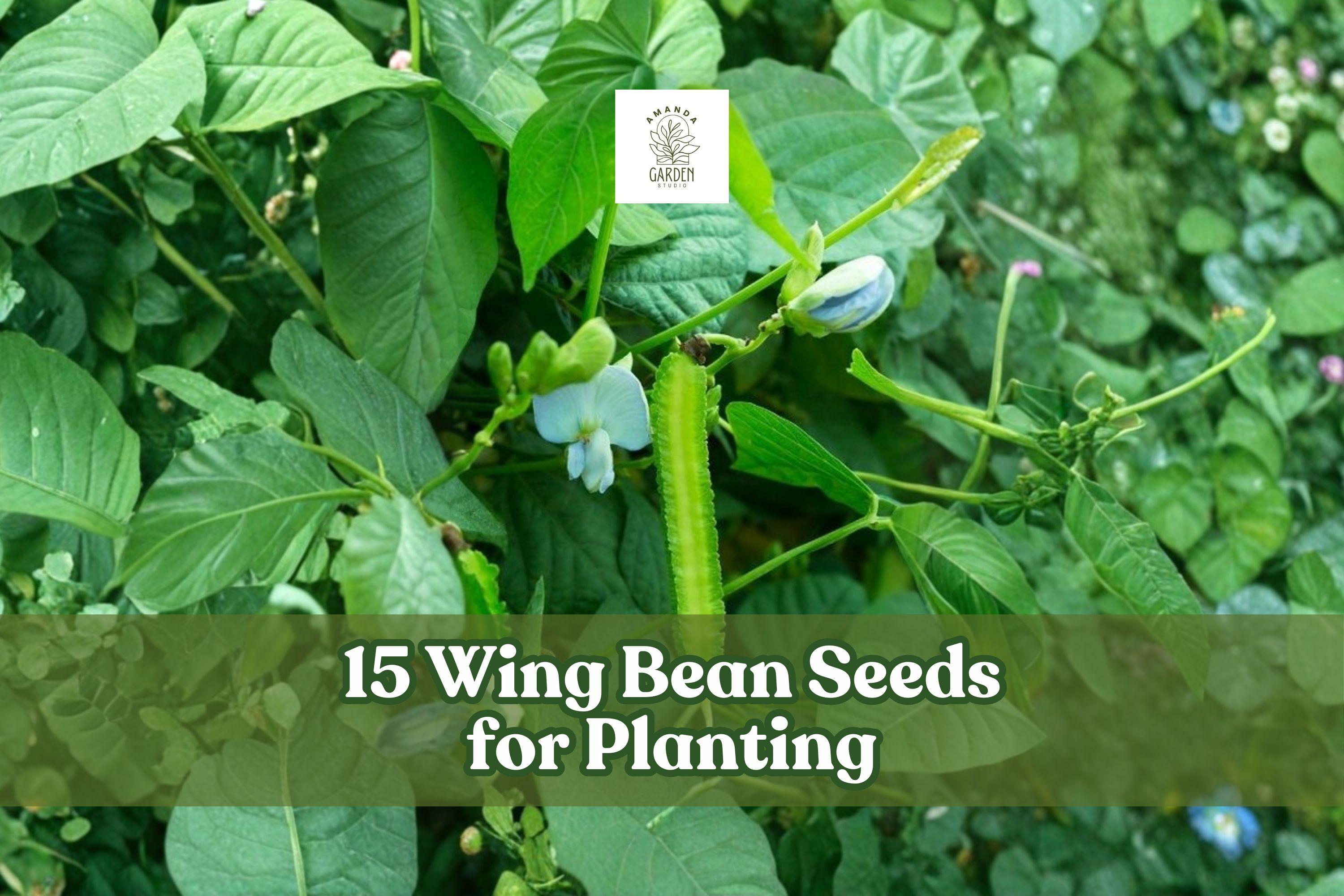 15 Wing Bean Seeds – Psophocarpus tetragonolobus Climbing Vegetable for Garden, Trellis, Container Planting