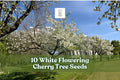 White Flowering Cherry Tree Seeds, Prunus serrulata, Ornamental Flowering Tree for Garden, Landscape, Outdoor Planting