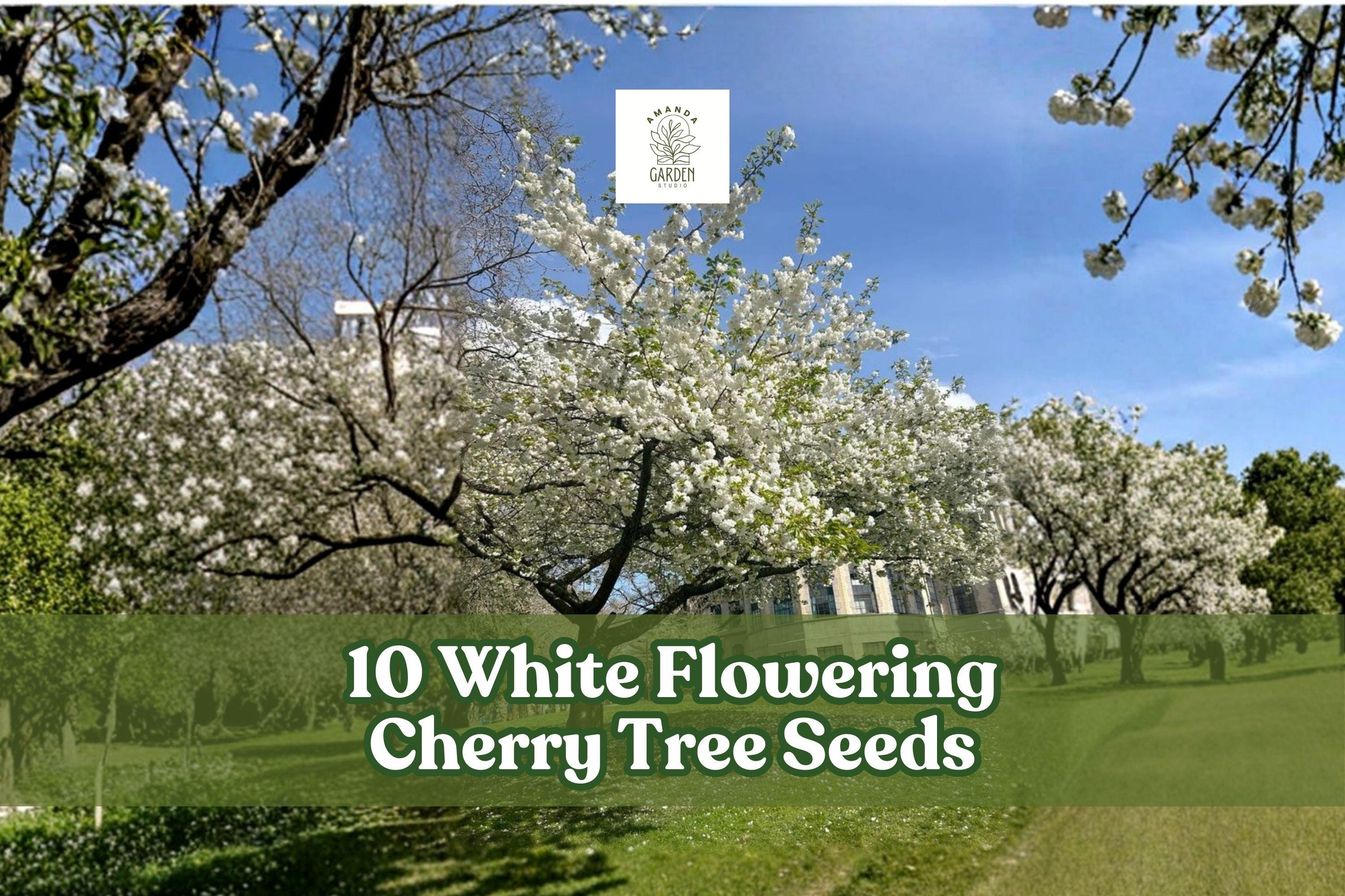 White Flowering Cherry Tree Seeds, Prunus serrulata, Ornamental Flowering Tree for Garden, Landscape, Outdoor Planting