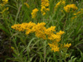 Old Field Goldenrod Seeds | Native Perennial Wildflower | Solidago nemoralis | Pollinator Plant for Meadows & Gardens