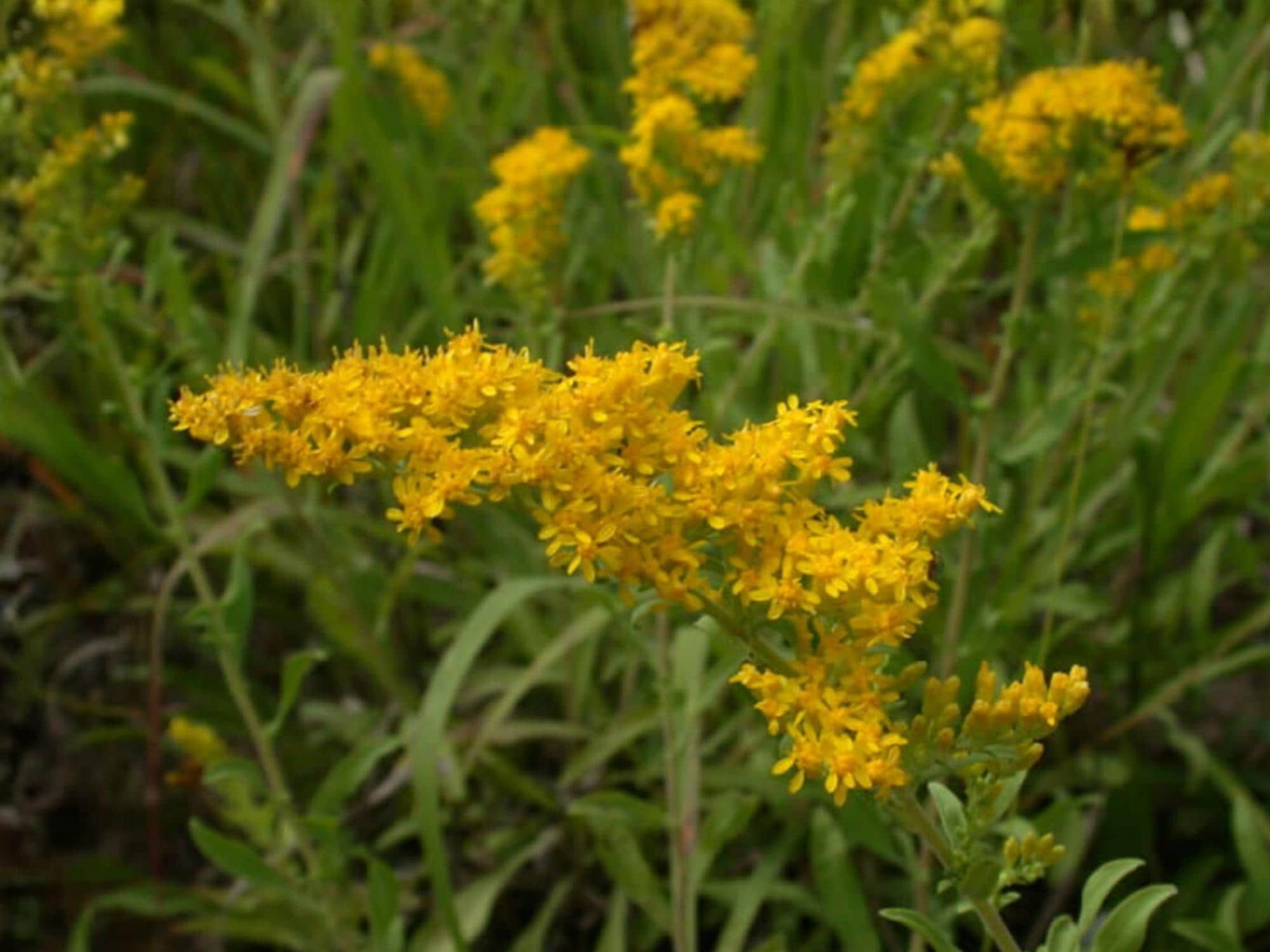 Old Field Goldenrod Seeds | Native Perennial Wildflower | Solidago nemoralis | Pollinator Plant for Meadows & Gardens