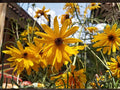 Swamp Sunflower Seeds | Helianthus angustifolius | Native Perennial Wildflower for Pollinators & Moist Gardens