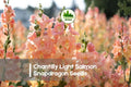 Snapdragon Seeds 1000+ Chantilly Light Salmon Antirrhinum majus for Borders & Cut Flowers
