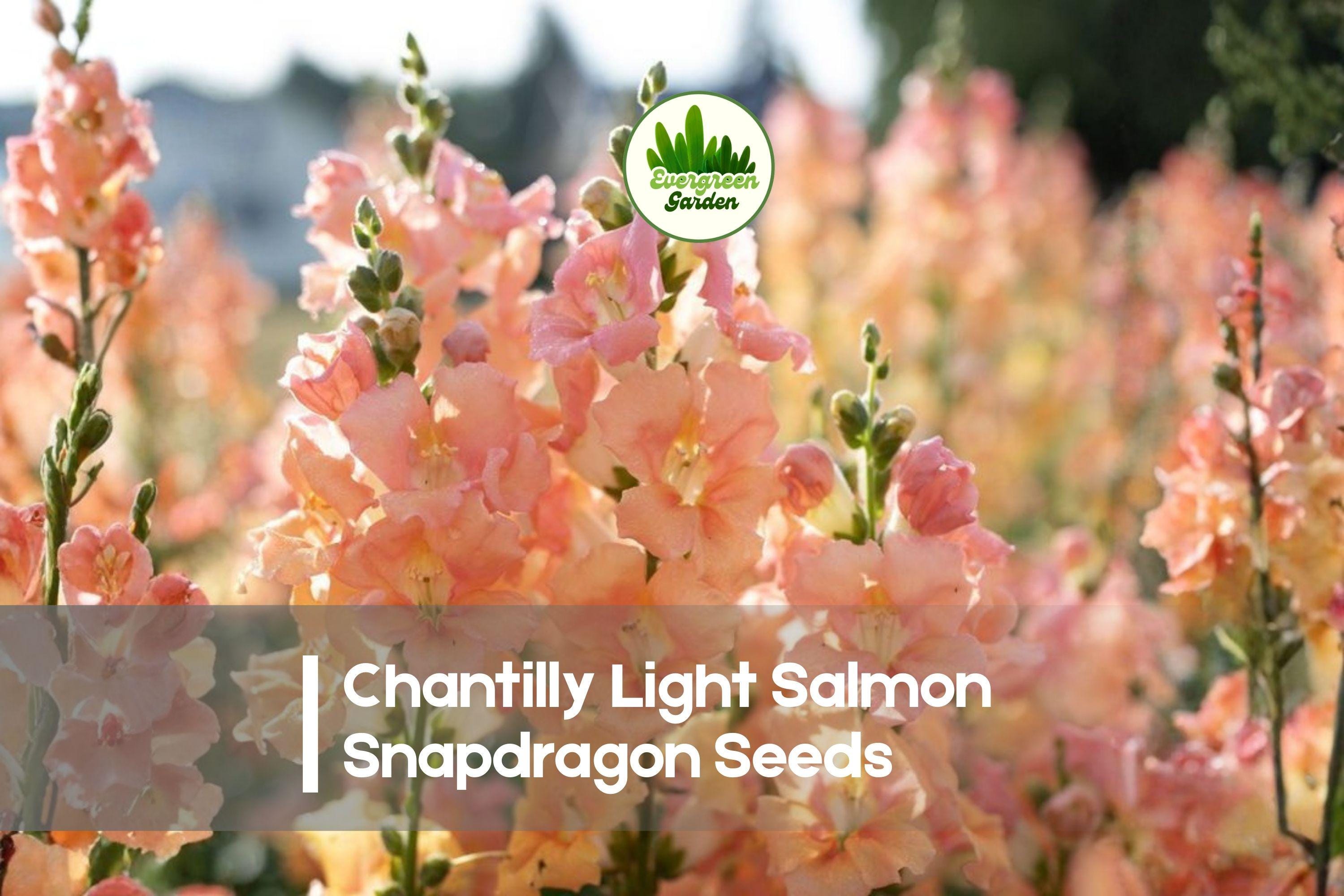 Snapdragon Seeds 1000+ Chantilly Light Salmon Antirrhinum majus for Borders & Cut Flowers