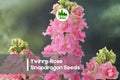 Twinny Rose Snapdragon Seeds, Double Rose-Pink Blooms, Compact Annual Antirrhinum majus for Borders & Containers