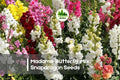 Madame Butterfly Mix Snapdragon Seeds - Double Azalea-Style Blooms, Tall Stems, Annual Flower, Antirrhinum majus