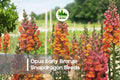 Opus Early Bronze Snapdragon Seeds 1000+ | Antirrhinum majus | Warm Bronze, Apricot, Peach Flowers | Annual Flower Seeds