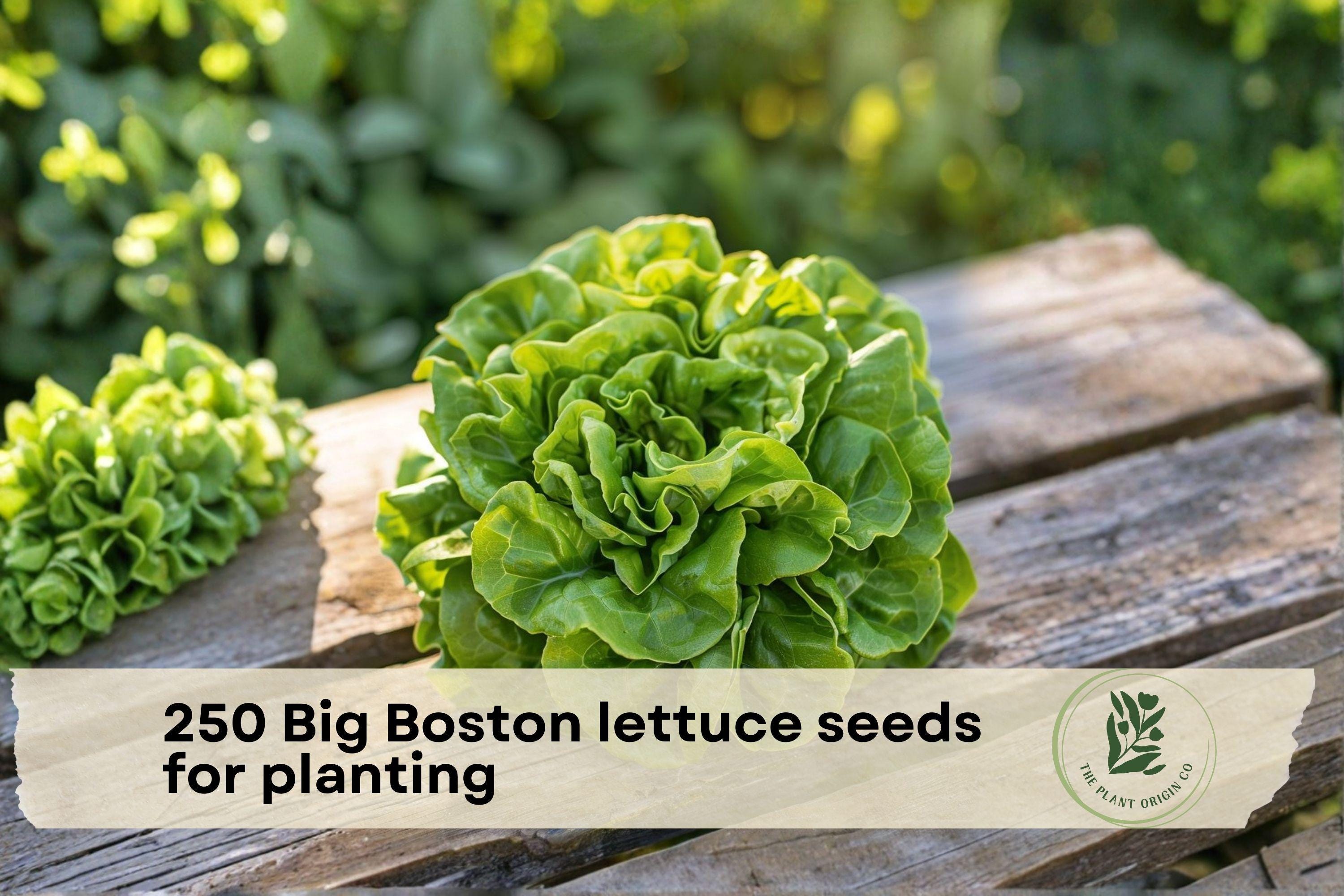 Big Boston Lettuce Seeds, Butterhead Variety, Annual Leafy Vegetable for Salads, Garden and Container Planting