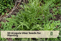 Arugula Seeds – Uber Variety, Fast-Growing Leafy Green (Eruca sativa), 50 Pack for Home Garden & Container Planting