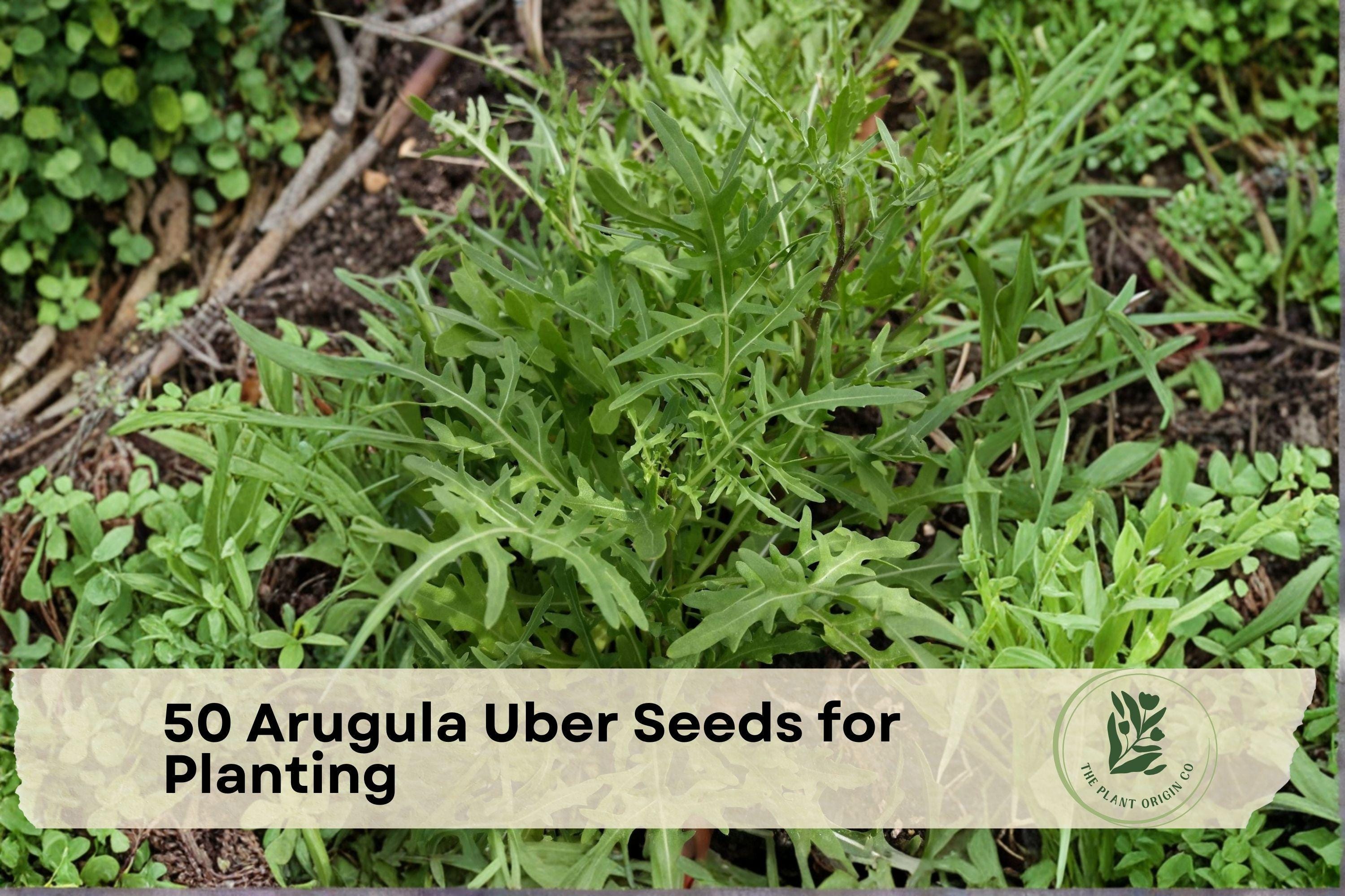Arugula Seeds – Uber Variety, Fast-Growing Leafy Green (Eruca sativa), 50 Pack for Home Garden & Container Planting