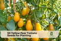Yellow Pear Tomato Seeds – 50 Pack, Heirloom Solanum lycopersicum, Pear-Shaped, Fruit-Bearing Vegetable for Garden, Container & Bed Planting