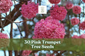 30 Pink Trumpet Tree Seeds for Planting - Ornamental Flowering Tree, Tabebuia rosea, Pink to Purple Flowers