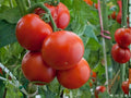 Ace 55 Tomato Seeds – Low Acid Heirloom Slicing Tomato for Garden, Salad, and Sandwiches – 30 Seeds