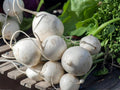 Seven Top Turnip Seeds – Heirloom Leaf Vegetable for Greens – Fast Growing, Cold Hardy, 500 Seeds