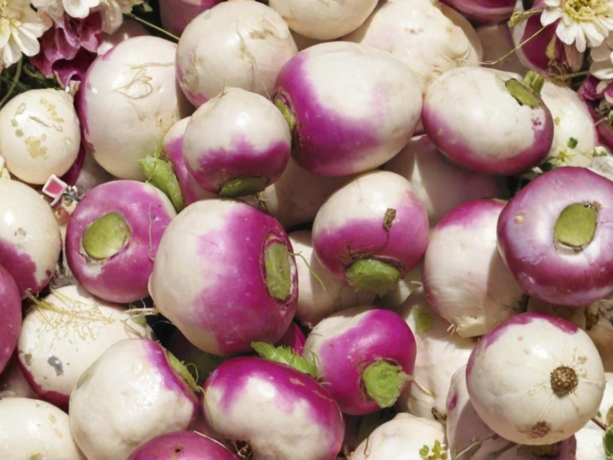 Purple Top White Globe Turnip Seeds – Heirloom Root Vegetable with Edible Greens, 500 Seeds for Spring & Fall Gardening