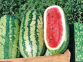 Jubilee Watermelon Seeds – Large Elongated Heirloom Melon – Sweet Red Flesh – 10 Seeds for Summer Garden Growth