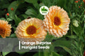 Orange Surprise Marigold Seeds – Bright Orange Fluffy Blooms, Full Ruffled Flowers, Annual Garden Flowers, Tagetes patula