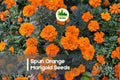 Spun Orange Marigold Seeds, Bright Orange, Ruffled Petals, Tagetes patula, Annual Garden Flower, Full Sun, 25+ Seeds