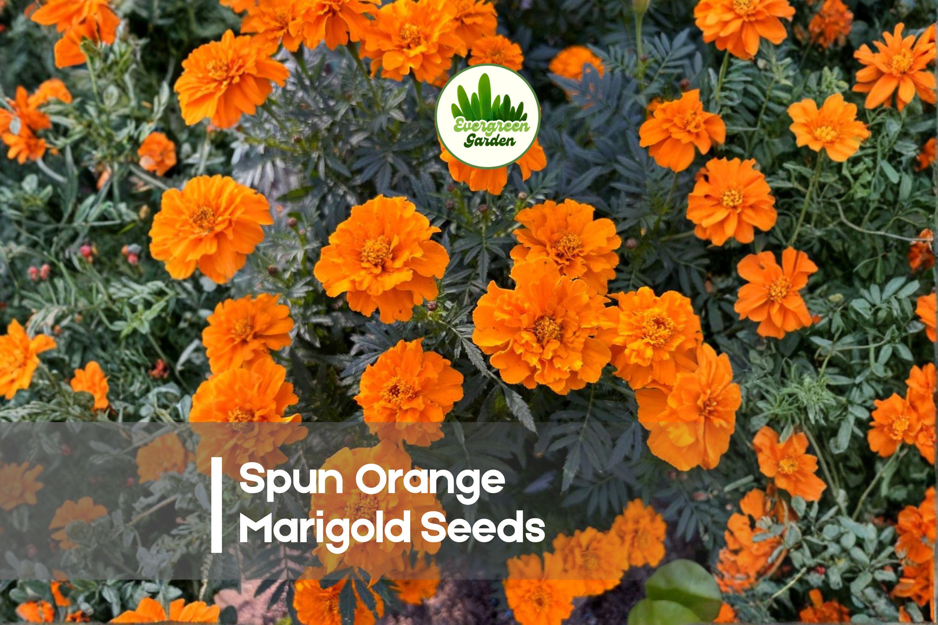 Spun Orange Marigold Seeds, Bright Orange, Ruffled Petals, Tagetes patula, Annual Garden Flower, Full Sun, 25+ Seeds