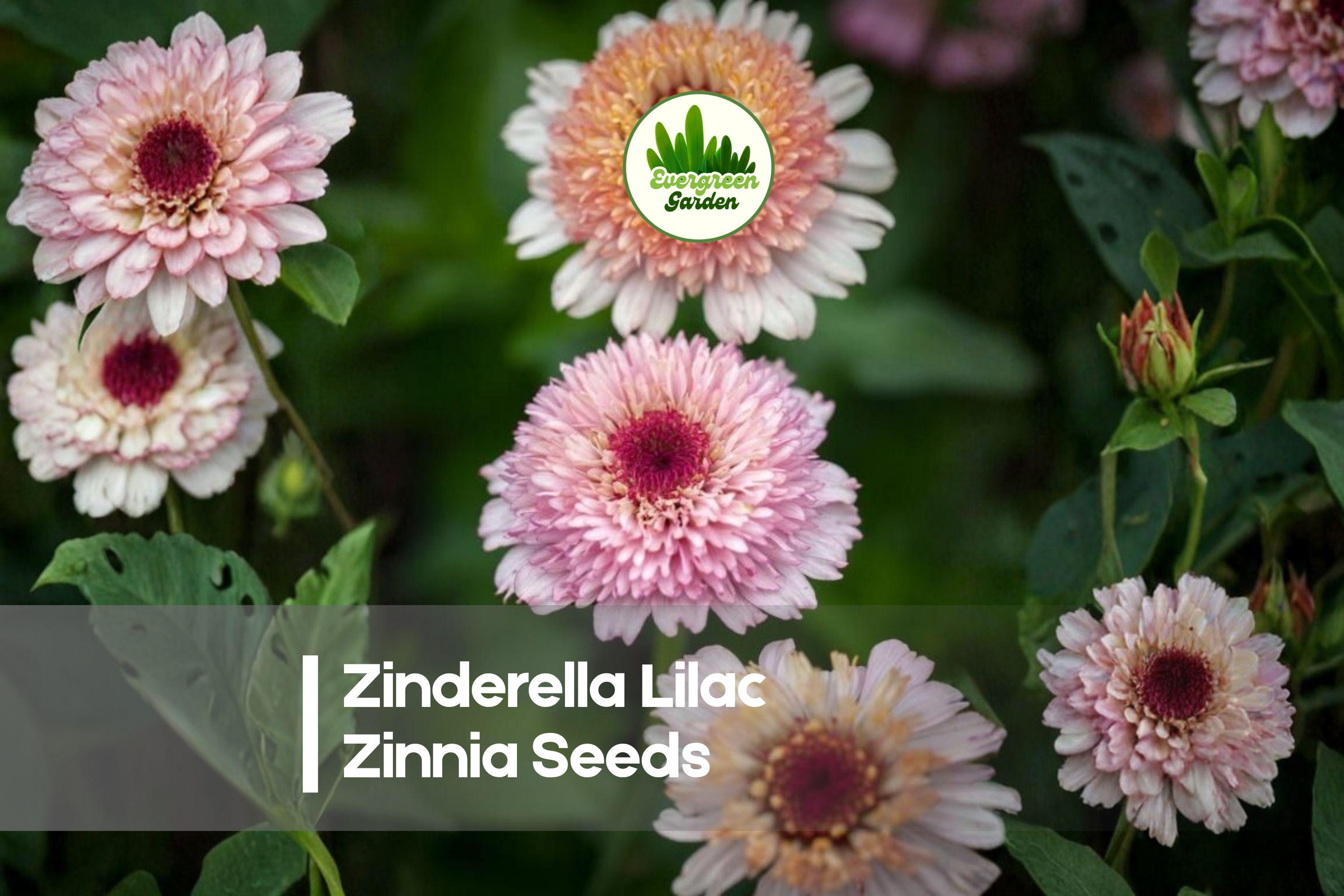 Zinnia Seeds 100+ Zinderella Lilac Scabiosa-Style Blooms, Purple, Annual, Full Sun, Easy to Grow